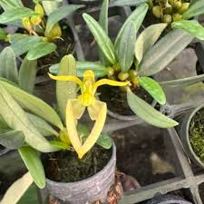 Image result for Bulbophyllum stolzii