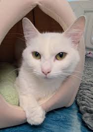 💖🐾 Merry and Mistletoe 🐾💖 Merry and Mistletoe are bonded sisters who  are very shy and timid. Merry is slightly braver than her sister and we are  starting to gain her trust.