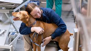 Comprehensive Guide to Vet Tech - College of Veterinary Medicine - Purdue  University