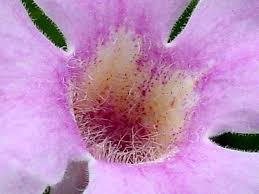 $4.00 seeds temporarily sold out: Plantfiles Pictures Pandorea Bower Climber Bower Of Beauty Bower Vine Southern Belle Pandorea Jasminoides By Htop