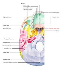 It is placed at the level of the nostrils, at the uppermost part of the philtrum and rarely fractures. Posterior Nasal Spine Earth S Lab