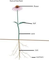 Plant Science Plant Parts Plant Science Parts Of A Plant Plants Science Activities