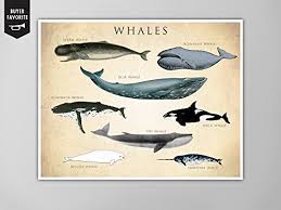 Amazon Com Whale Chart Art Print Whale Species Natural