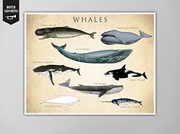 amazon com whale chart art print whale species natural