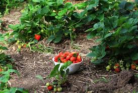 Der Richtige Standort Fur Erdbeeren