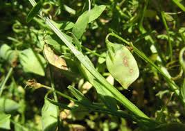 ASCOCHYTA PINODELLA ile ilgili görsel sonucu
