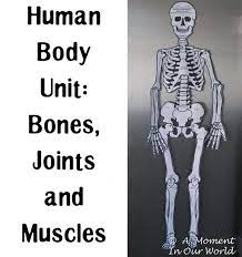 100% brand new and high quality features: Human Body Bones Joints And Muscles Simple Living Creative Learning