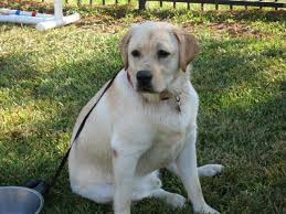 A legacy of excellence in pet medicine and care. Dr Martin Keadle Longenbaugh Veterinary Houston Veterinarian