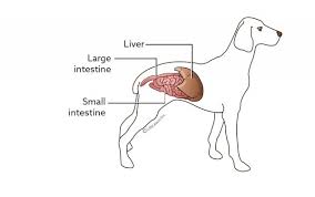 The warning signs of cancer in dogs are very similar to that in people. Liver Tumors Vca Animal Hospital