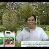 #durian #musangking cara jaga pokok durian yg betul agar membesar dengan cepat, jgn lupa like share and subscribe ya thank you. 1
