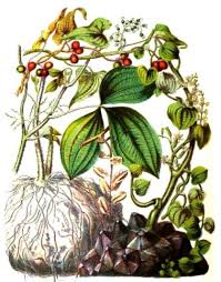 Image result for Dioscorea cayenensis