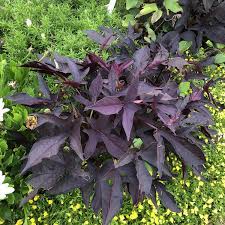 The method of pruning a carolina allspice bush depends upon how you use it. Ipomoea Sweet Caroline Raven Buy Sweet Potato Vine Annuals Online