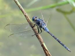 Image result for Trachyandra burkei