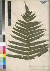 Image result for Pneumatopteris unita