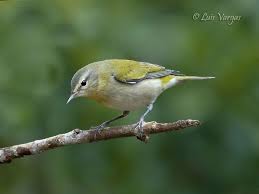 Image result for Tragiella natalensis