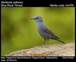 Image result for Clutia monticola