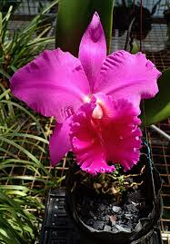 Image result for Nicolasia nitens