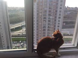 Kadikoy Kedi Sinekligi Servisi 0537 260 31 31