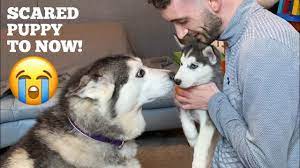 Pictures of husky puppies puppy pictures dogs and puppies cute pictures little husky husky puppy puppy breeds animals dog photos. Life With Husky Puppy From Day One Till Now Unseen Clips Youtube