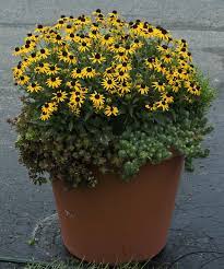 Pin On Container Gardening With Perennials Shrubs