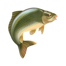 Pilih dari sumber gambar hd ikan nila png dan unduh dalam bentuk png. Rainbow Cartoon 600 600 Transprent Png Free Download Fish Bass Perch Cleanpng Kisspng