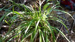 Image result for Hypolytrum