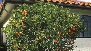 Unless you are sure about. Cross Pollinate Fruit Trees