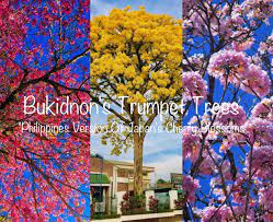 Our field grown material includes a large selection of evergreens and zone hardy deciduous. Pink White And Golden Trumpet Trees In Bukidnon The Philippines Version Of Japan S Cherry Blossoms