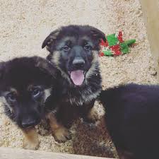 Thank you for considering our beautiful baby family pups. German Shepherd Puppies For Sale Cedar Springs Mi 288980