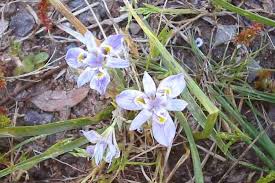 Image result for Moraea stricta