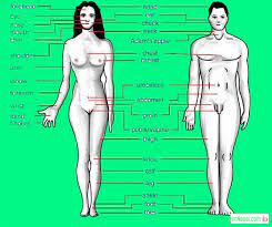 This article contains a list of human body parts names. Fonduri LeagÄƒn LicÄƒrire Women Body Parts Tetuancombativo Org