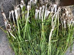 Originally found in south africa, the ornithogalum caudatum also known as (ornithogalum longibracteatum, ornithogalum bracteatum and albuca bracteata) has become popular, thanks to its unique characteristics. Health Benefits Of Wild Onion Also Called Jangli Pyaz