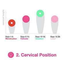 Image result for cervix position