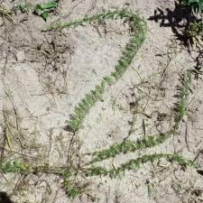 Image result for Xenostegia alatipes