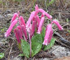 Image result for Litanthus pusillus
