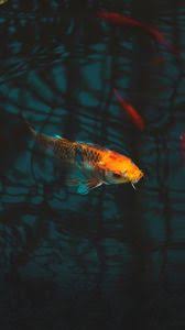 This hd wallpaper is about ios, ipod, ipad, iphone, siamese fighting fish, original wallpaper dimensions is 1080x1920px, file size is 205.74kb. Fish Iphone 8 7 6s 6 For Parallax Wallpapers Hd Desktop Backgrounds 938x1668 Downloads Images And Pictures