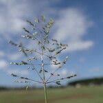 Image result for Sporobolus coromandelianus