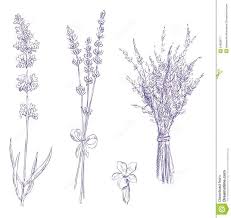 Image Result For Simple Lavender Line Drawing Lavender Tattoo Pencil Drawings Drawing Set