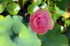 The pink lotus is the national flower for both india and vietnam while korea, china and japan celebrate the flower's beauty by holding the lotus festival. 37 Types Of Lotus Flowers Growing And Caring Tips Florgeous