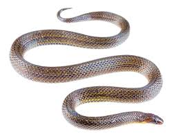 Image result for Atractus zgap