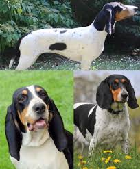 Image result for lucernský honič