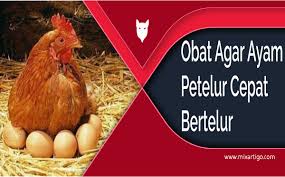 Check spelling or type a new query. Obat Agar Ayam Petelur Cepat Bertelur Mix Artigo Daily Mix Article