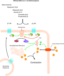 Cardio Selective Beta Blocker Pharmacological Evidence And Their Influence On Exercise Capacity Ladage 2013 Cardiovascular Therapeutics Wiley Online Library