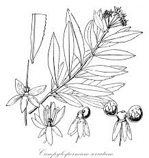 Image result for Campylospermum