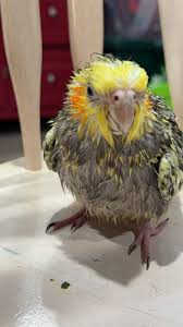 Cornelius reminding you that this is your last chance to vote for him! :  r/cockatiel