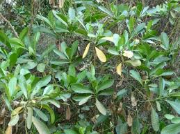 Image result for Voacanga thouarsii