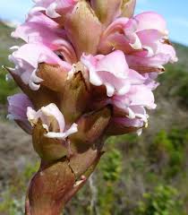 Image result for Satyrium