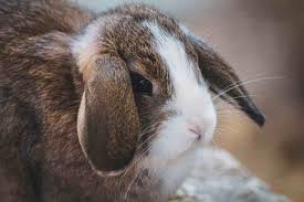 Oggi vediamo 5 cose che dovete assolutamente sap. Il Coniglio Ariete Come Riconoscerlo E Quali Sono Le Sue Carateristiche