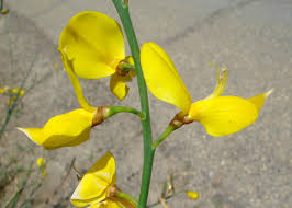 Image result for Aptosimum junceum