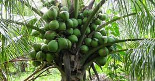 Kelapa ialah dari keluarga arecaceae atau keluarga palmae merupakan tumbuhan pelbagai guna dari bahagian batang, daun, dan buahnya iaitu sabut. Petani Diseru Tanam Kelapa Matag Hasil Rm163 000 Setahun Berita Projekmm